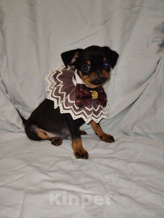 Собаки в Томске: Брабансончик мальчик Мальчик, 25 000 руб. - фото 2