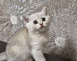 Кошки в Орле: Шотланкий котенок.  Мальчик, 8 000 руб. - фото 3