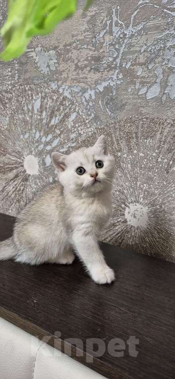 Кошки в Орле: Шотланкий котенок.  Мальчик, 8 000 руб. - фото 3