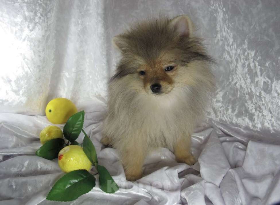 Собаки в Москве: Мальчик Померанского шпица Мальчик, Бесплатно - фото 1