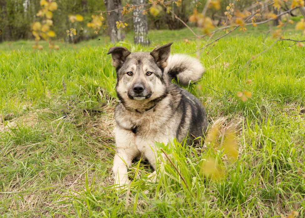 Собаки в Москве: Соня - собака-компаньон Девочка, Бесплатно - фото 2