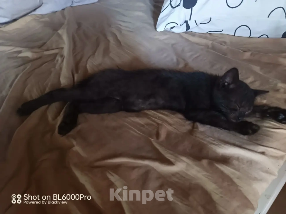 Кошки в других городах Московской области: Найденыш Мальчик, Бесплатно - фото 4