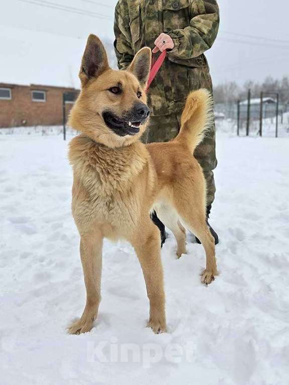 Собаки в Москве: Красивый, умный молодой домашний пес Майор ищет дом Мальчик, 10 руб. - фото 5