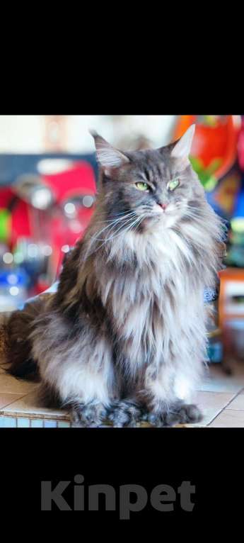 Кошки в Санкт-Петербурге: Зеленоглазая красавица Девочка, 30 000 руб. - фото 1