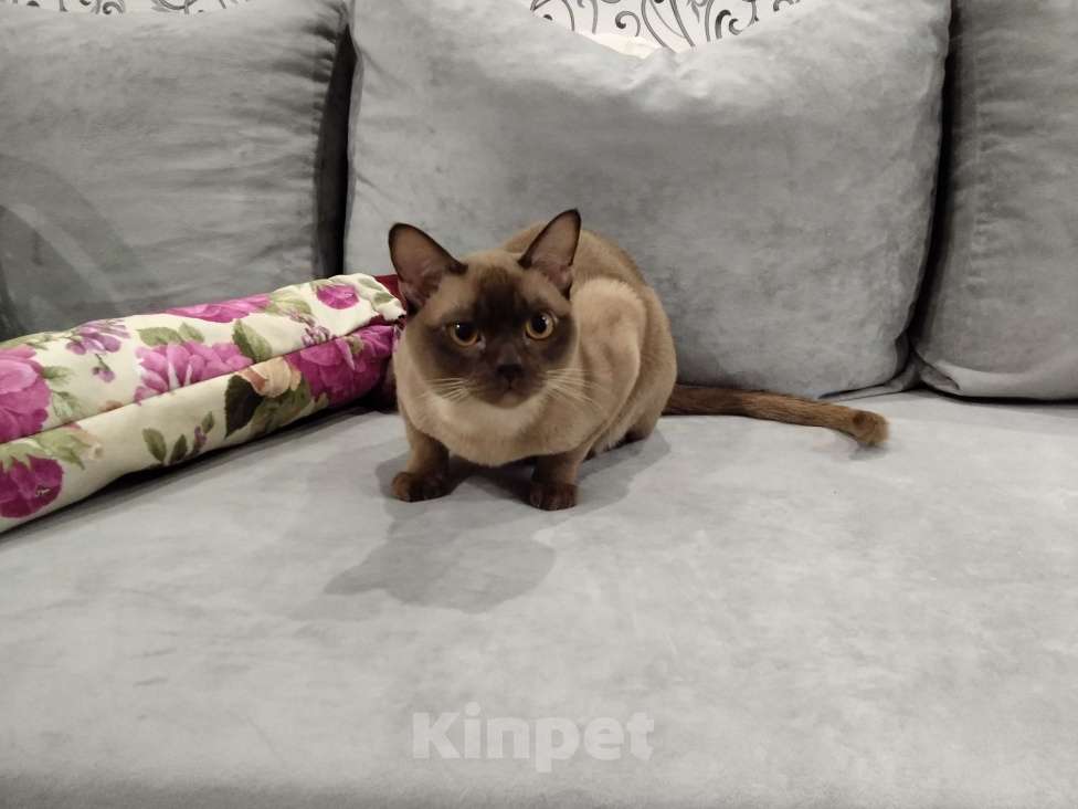 Кошки в Краснодаре: Бурманский кот Мальчик, 20 000 руб. - фото 2