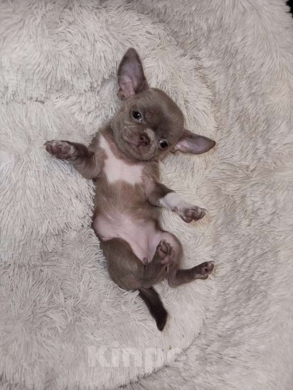 Собаки в Иркутске: Лилушка Девочка, 35 000 руб. - фото 1