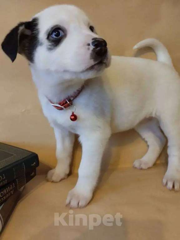 Собаки в Москве: в добрые руки Девочка, Бесплатно - фото 3