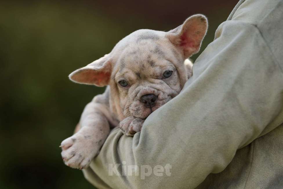 Собаки в Брянске: Айс Мальчик, 200 000 руб. - фото 5