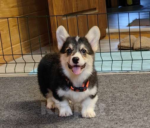 Собаки в Москве: Мальчик 3 мес. Вельш Корги Пемброк Мальчик, 40 000 руб. - фото 5