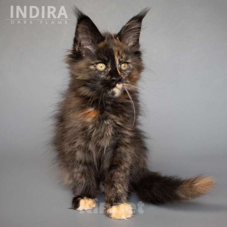 Кошки в других городах Воронежской области: Indira Drak Flame Девочка, 50 000 руб. - фото 8