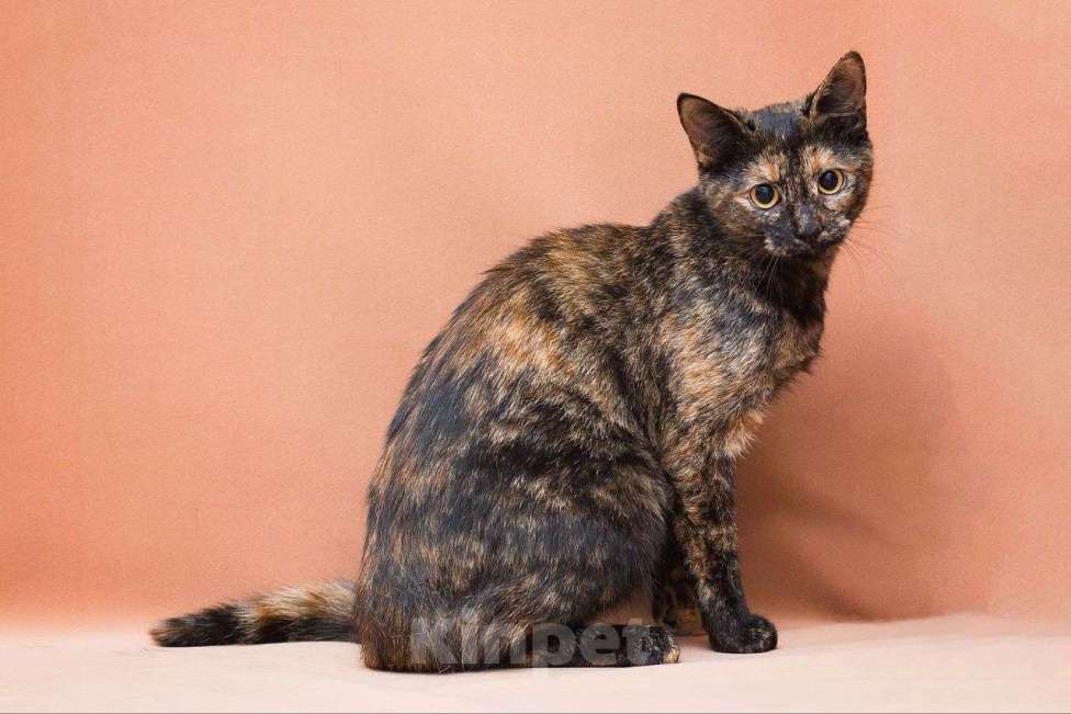 Кошки в Москве: Пеппи ищет дом  Девочка, Бесплатно - фото 2