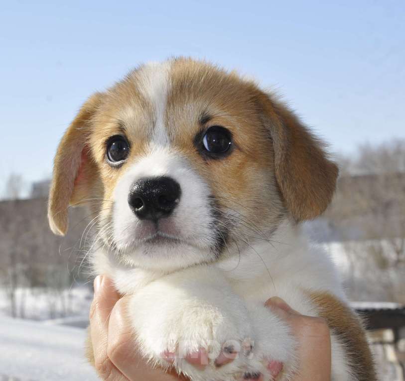 Собаки в Новосибирске: Вельш Корги Пемброк Мальчик, 60 000 руб. - фото 4