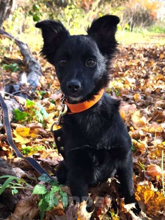 Собаки в Санкт-Петербурге: Маленький щенок с пушистыми ушками Девочка, Бесплатно - фото 2
