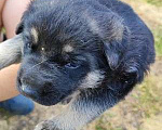 Собаки в Агрызе: Восточноевропейская овчарка. Единственная девочка  помете Девочка, 15 000 руб. - фото 1
