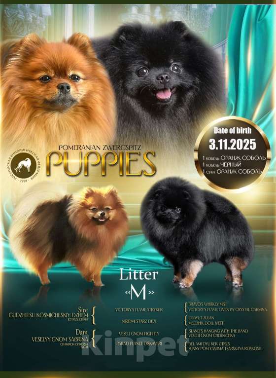 Собаки в Москве: Померанский шпиц, мини девочка Девочка, 25 000 руб. - фото 1