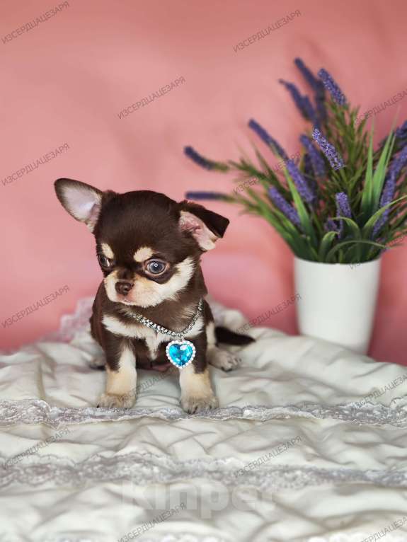 Собаки в Москве: Шоколадный Кобби мальчик Мальчик, Бесплатно - фото 1