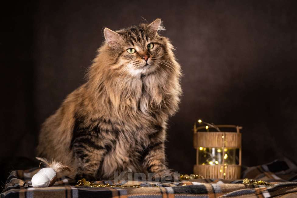 Кошки в Клине: Муфаса — благородный лев в облике кота Мальчик, Бесплатно - фото 6