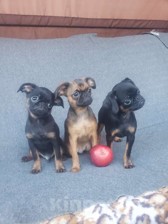 Собаки в Курске: Рыжий мальчик Мальчик, 55 руб. - фото 1