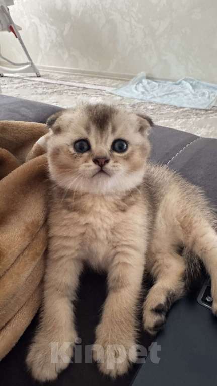 Кошки в Тамбове: британская шиншилла мальчик Мальчик, 15 000 руб. - фото 2