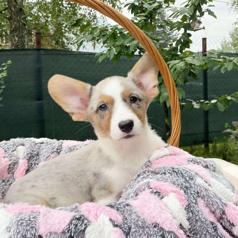 Собаки в Москве: Щенки вельш-корги кардиган Девочка, 30 000 руб. - фото 3