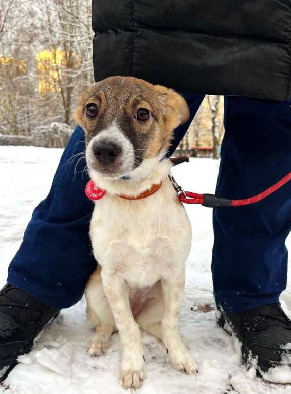 Собаки в Санкт-Петербурге: Маленькая и ласковая собачка, диванный вариант Девочка, Бесплатно - фото 7