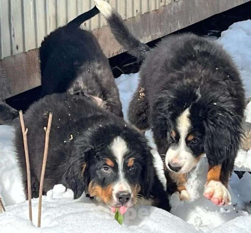Собаки в Москве: Щенки берняшки  Мальчик, 40 000 руб. - фото 2