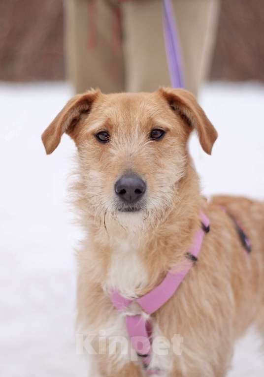 Собаки в Москве: Чувственная и нежная Камелия мечтает обрести семью Девочка, Бесплатно - фото 5