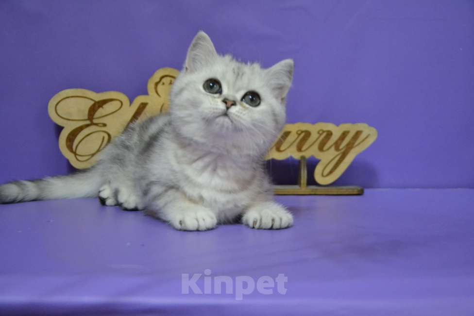 Кошки в Москве: Мраморная на серебре Кошечка Девочка, 50 000 руб. - фото 6