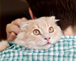 Кошки в Москве: Пушистый вислоухий глазастик Мандарин ищет дом, в добрые руки Мальчик, Бесплатно - фото 3
