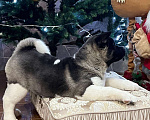 Собаки в Омске: Щенки Американской акиты Девочка, 1 руб. - фото 6