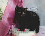 Кошки в Мурином: Британский котик черного окраса Мальчик, 38 000 руб. - фото 5