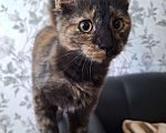 Кошки в Люберцах: Котенок -девочка  в добрые руки Девочка, Бесплатно - фото 5