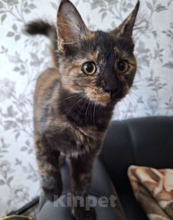 Кошки в Люберцах: Котенок -девочка  в добрые руки Девочка, Бесплатно - фото 1