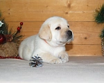 Собаки в Чебоксарах: Щенки Лабрадора от Чемпионов Девочка, 45 000 руб. - фото 6