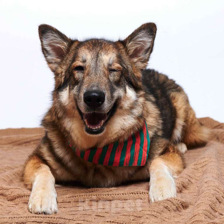 Собаки в Москве: Моника Девочка, Бесплатно - фото 2