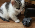 Кошки в Саратове: Малыш ищет свой новый дом Мальчик, Бесплатно - фото 2