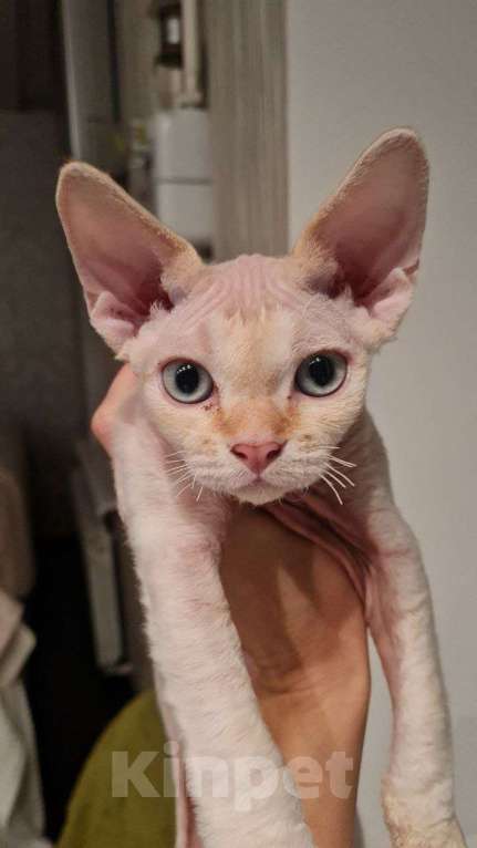 Кошки в Донецке: Продам котёнка породы Девон-рекс Мальчик, 50 000 руб. - фото 3