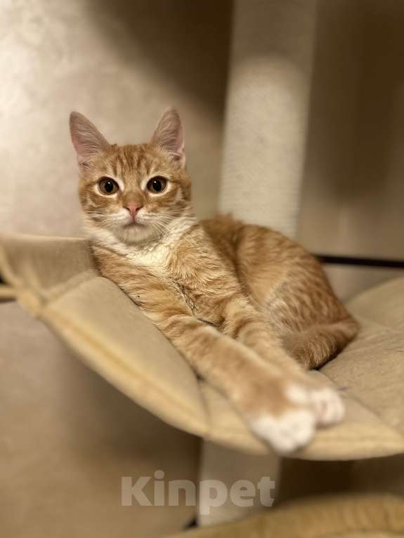 Кошки в Москве: Рыжий малыш Рудольф в добрые руки Мальчик, Бесплатно - фото 5