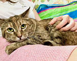 Кошки в Москве: Ищет дом необычная кошка Беатриче, ласковая и трогательная.  Девочка, Бесплатно - фото 1