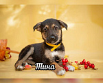 Собаки в Москве: Красивые щенки в дар, Бесплатно - фото 4