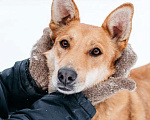 Собаки в Москве: Рыжая красавица собачка Белла в добрые руки Девочка, 1 руб. - фото 10