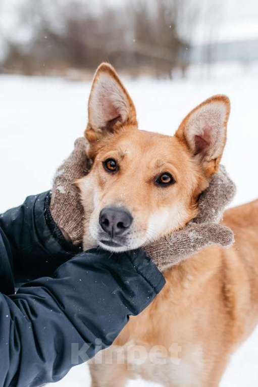 Собаки в Москве: Рыжая красавица собачка Белла в добрые руки Девочка, 1 руб. - фото 10