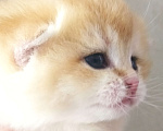 Кошки в Москве: Котенок британской золотой шиншиллы Мальчик, 25 000 руб. - фото 1