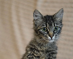 Кошки в Москве: Котенок в добрые руки Девочка, Бесплатно - фото 5