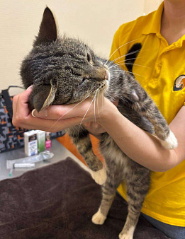 Потерян, но не сломлен! Котик ищет дом. 