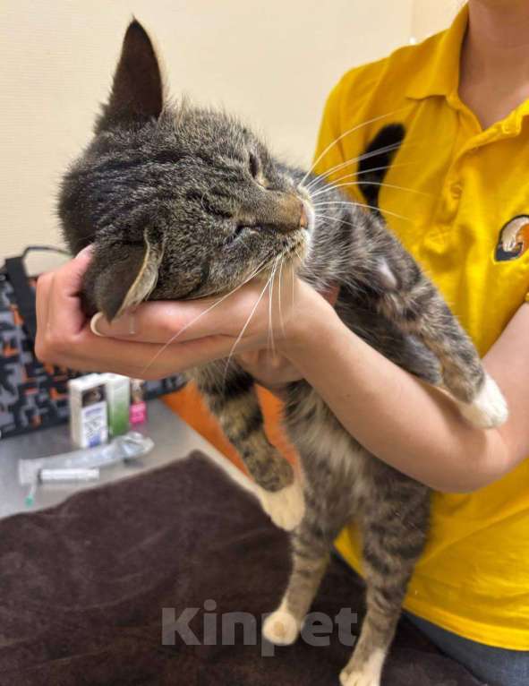 Кошки в Электростали: Потерян, но не сломлен! Котик ищет дом.  Мальчик, Бесплатно - фото 1