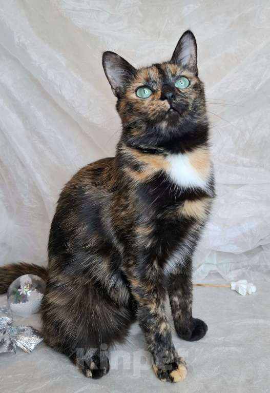 Кошки в Москве: Кошка с изумрудными глазами в добрые руки  Девочка, Бесплатно - фото 3