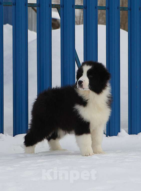 Собаки в других городах Владимирской области: щенок австралийской овчарки. Мальчик, 60 000 руб. - фото 2