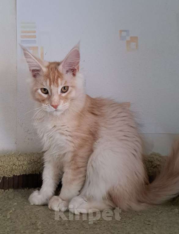 Кошки в Москве: Котята породы мейн-кун Мальчик, 45 000 руб. - фото 4