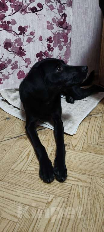 Собаки в Иркутске: Иркутск-2. Нашёлся пёс в красном ошейнике. Мальчик, Бесплатно - фото 3